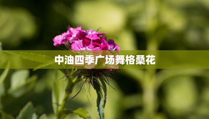 中油四季广场舞格桑花